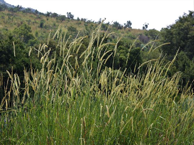 Setaria sphacelata Golden Bristle Grass tall neat indigenous ornamental grass